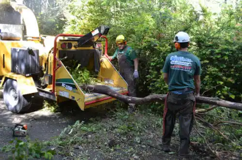 tree services Roselawn